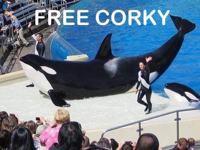 Orca Corky ‘performs’ at Seaworld.