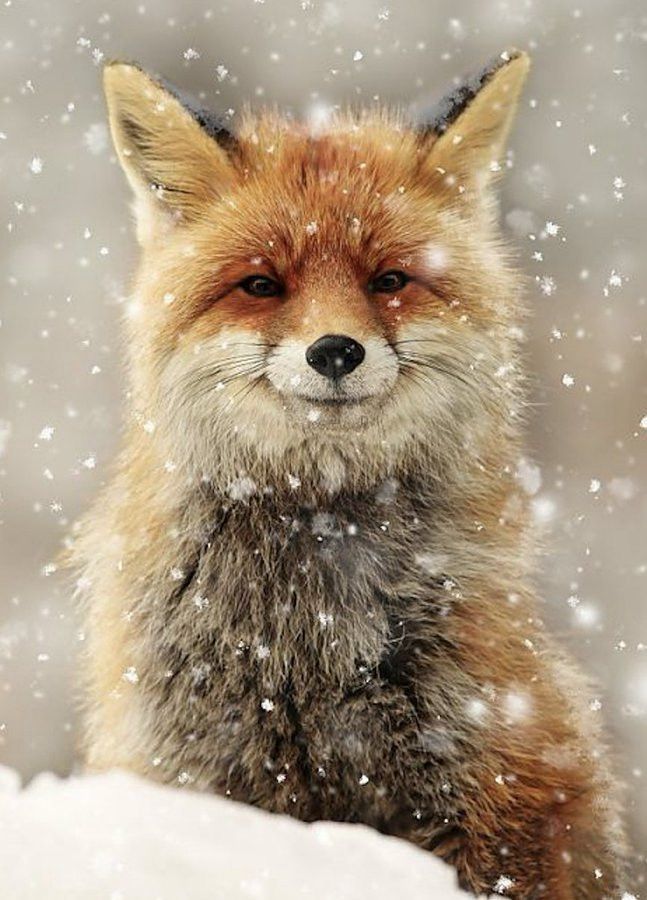 A Red Fox standing in the snow, showcasing its reddish-brown fur against the white snowy landscape.
