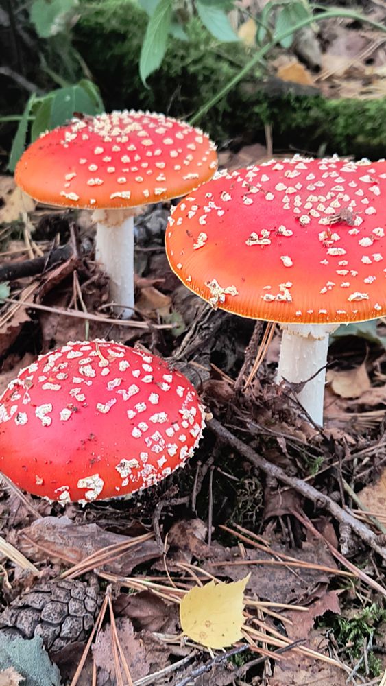 Three staggered burnt orange toadstools with square cream patterned dots poke through a brown leafy floor. Fly agaric.