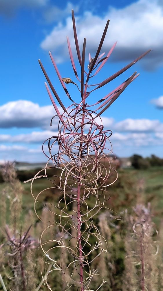 Infront of a blue sky and green meadow, a rosebay willow herb stands. At the top it's pink tubular petals stick like fine needles, halfway down the stem these have split into criss-crossing yellowed hard shells like loose yarn.