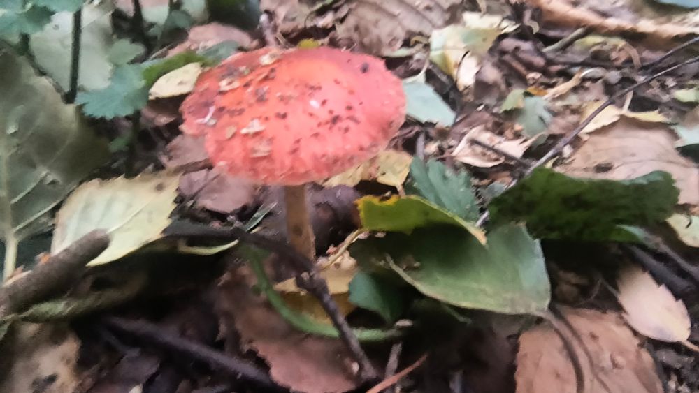 The same red capped mushroom from the side, showing a skinny white stem
