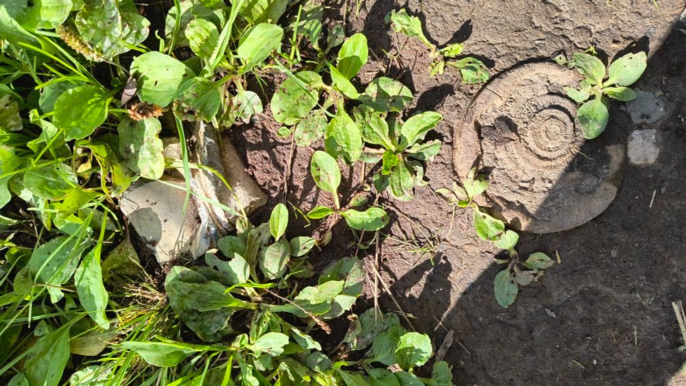 Amidst leafy greens and a muddled towpath sits two sunk objects. One is a cream rectangular object with a pale ridge in its middle, the edges are curved like a bone. The other is a deeply sunken circular object that is brown with dirt. On its flat top are conical patterns, 10+ raised and ringed.