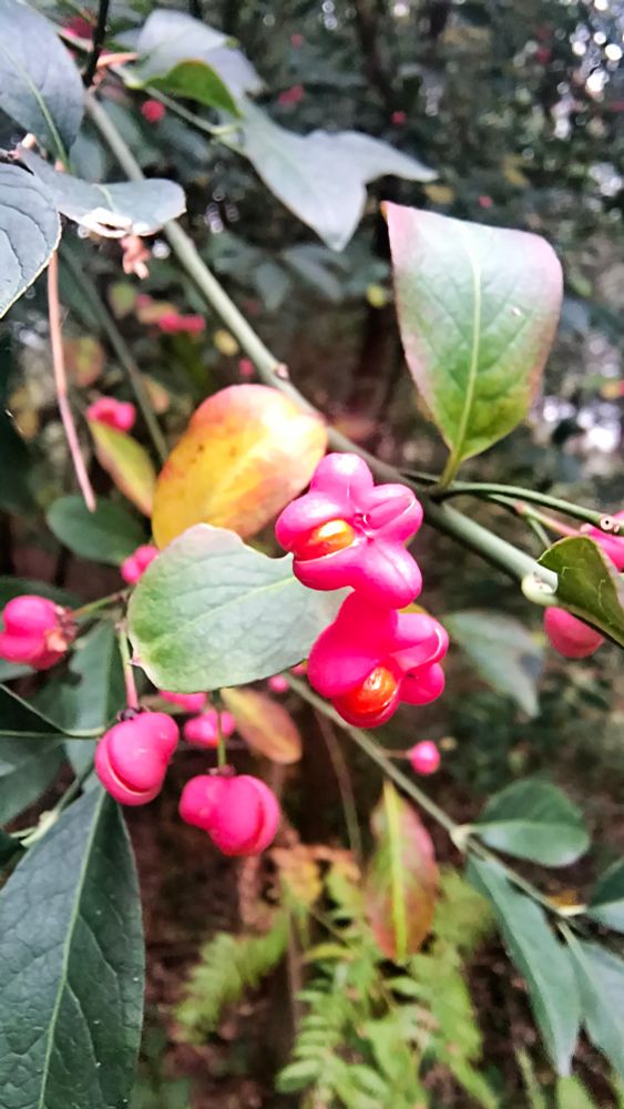 On a long thin stem of tear drops emerald green leaves are clusters of magenta spherical pods with shining magma middles splitting and unfolding within.