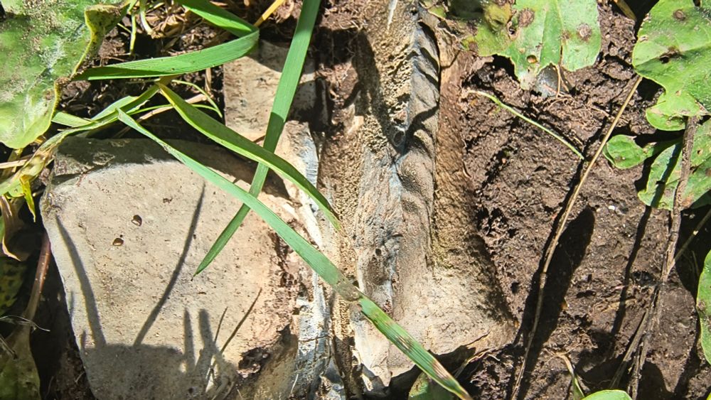 Closer to the white rectangular object we see it is more of an L shape , the split ridge is where the L bottom protrudes to the left. The edges are waved and grey almost like metal, the remaining is Rosey brown with mud.