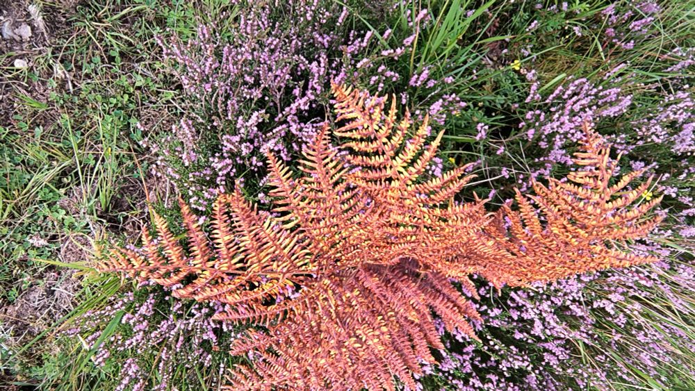 Bursting from green grass are the dreadlocks of rosey and violet heather, at the centre a fern blazes rust, coral and buttercup - readying itself for a new season's fashion.
