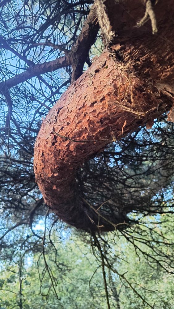 Beneath a celeste blue sky and peridot wooded back drop, a dark tangerine bark of a Scots pine curves from centre to left slowly.