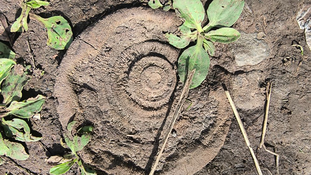 The flat circular sunken object almost looks like a fossil. Some of the rings are complete circles with neat lines like tree rings, others are more corroded and bumpy towards its edge.