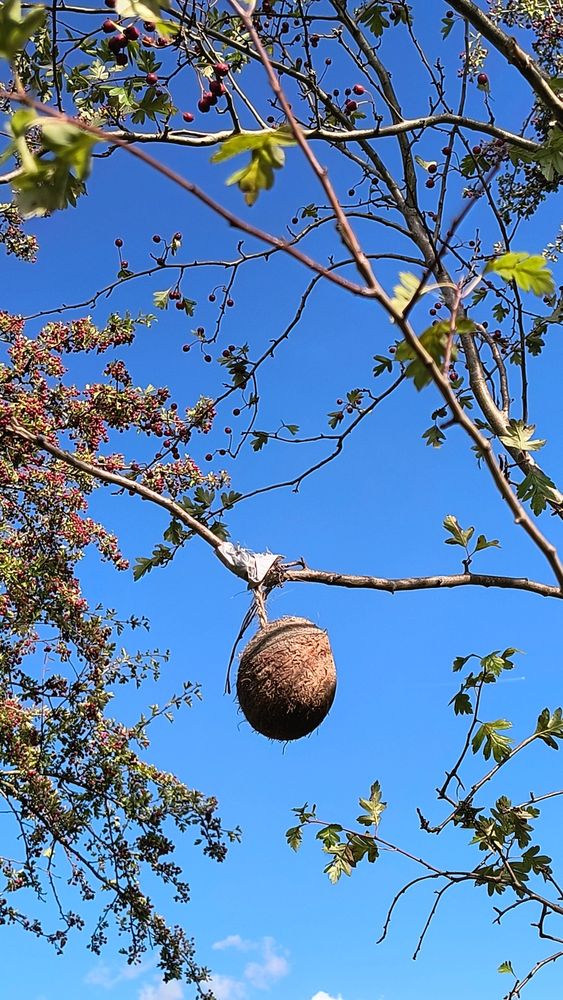 Rowan branches with berries to the left, rosehips to the away right, part to an electric blue sky. In the middle a half husk of a coconut looking like a brown tennis ball is strapped to a skinny pale branch with silver hard-wearing tape and a rough rope braid. #ALTTEXTISPOETRY