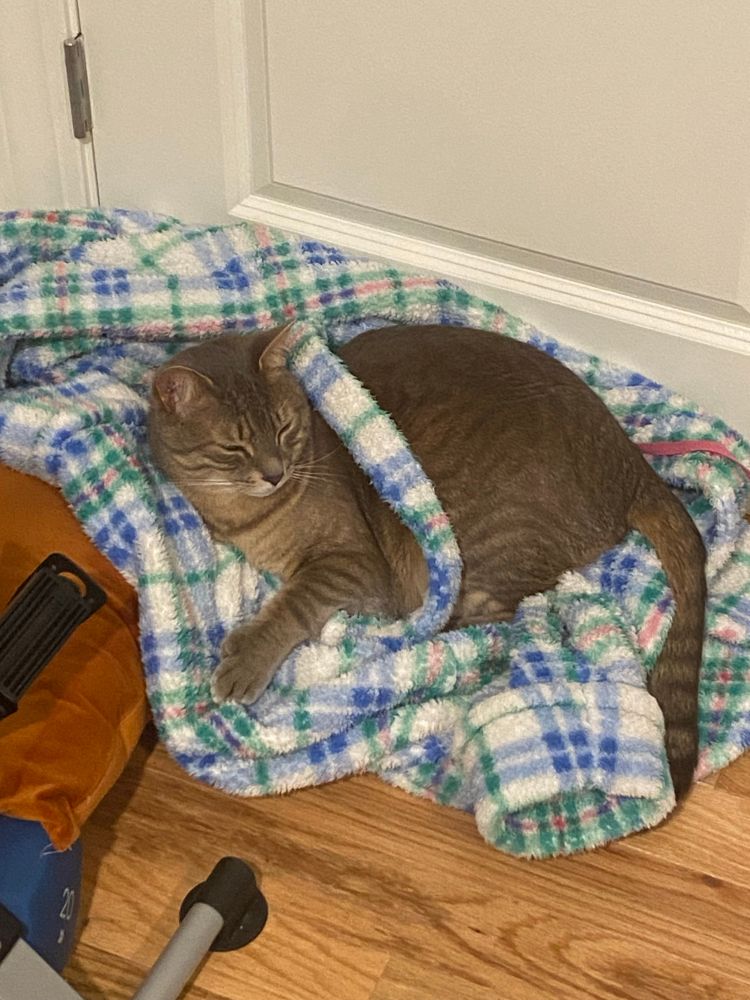 A cat laying on a bathrobe that fell to the floor
