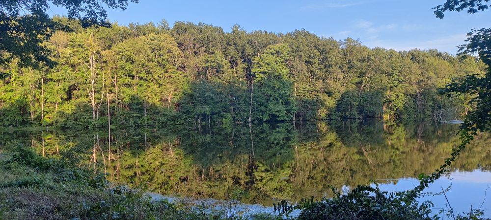 Picture of a pond with a mirror-like reflection of the trees surrounding it