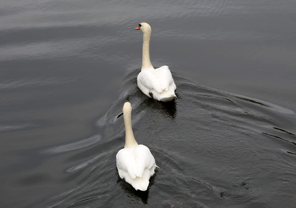 Two swans 