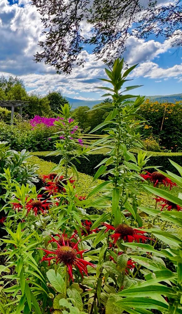 Formal Parterre designed garden. A branch from a tree hangs over rows of perennials in the foreground. Green  hedges lead us to the background where the Taconic Mts roll by under a soft blue sky with fluffy white clouds.