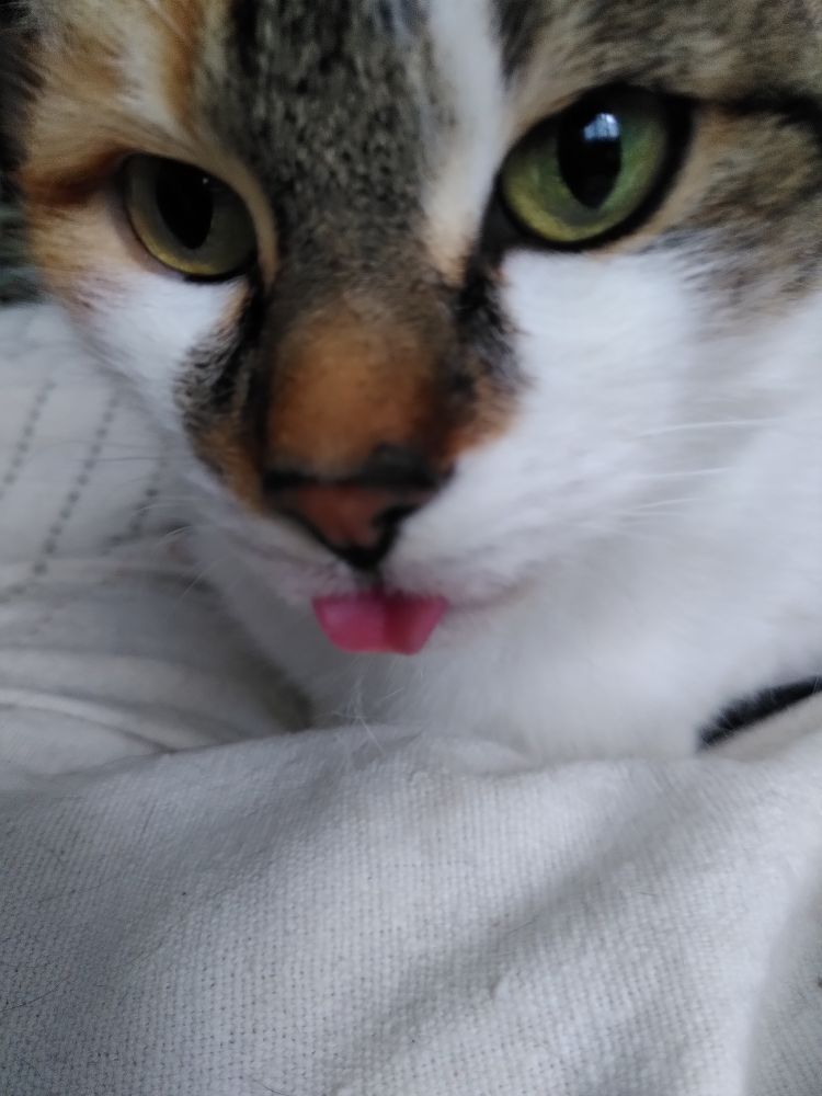 Photo prise de près de la tête de ma chatte Plume, calico avec les joues et le poitrail blancs, les yeux verts, et un petit bout de langue très rose qui sort, on dirait qu'elle nous tire la langue.