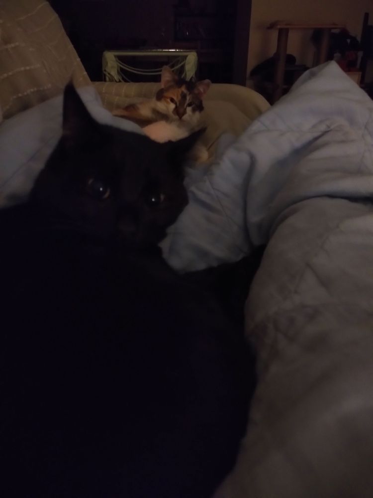 Une photo de deux chats couchés en boule sur un plaid bleu. Au premier plan un chat noir, à l'arrière-plan un tricolore. Les deux regardent dans ma direction.