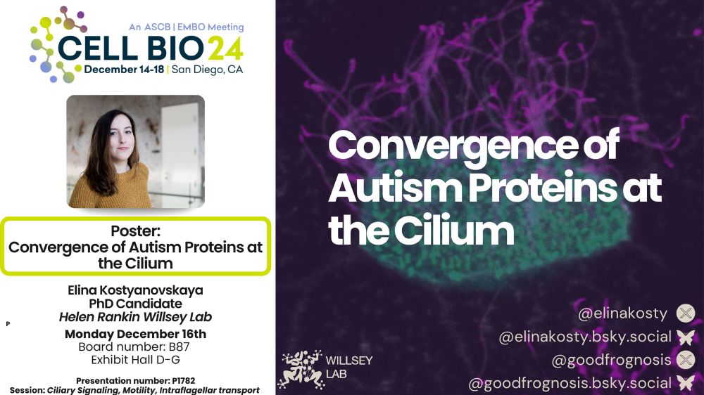A graphic depicting two panels. The left has the ASCB Cell Bio 2024 logo, which also includes the date of the conference December 14-18 and San Diego, CA.  Below that is a picture of a white woman with dark brown hair and a mustard-colored sweater. Below that is the following text: Poster: Convergence of Autism Proteins at the Cilium. Elina Kostyanovskaya PhD Candidate Helen Rankin Willsey Lab Monday December 16th Board number: B87, Exhibit Hall D-G, Presentation number: P1782, Session: Ciliary Signaling, Motility, Intraflagellar transport.  On the right panel is a semi-transparent confocal image of a multiciliated cell with cilia in magenta and the base of cilia in blue and green. In the bottom left corner is a Willsey lab logo, which is a brain outline in the shape of a frog. In the right corner are 4 twitter and blue sky handles @elinakosty, @elinakosty.bsky.social, @goodfrognosis, @goodfrognosis.bsky.social