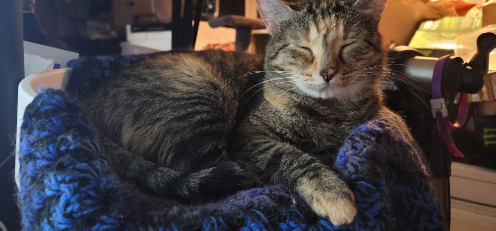 Picture of a grey and brown tabby cat laying in a computer-desk mounted cat bed with a blue and black knitted blanket. She has her right front paw slightly extended and her eyes are closed. Theirs a rather cluttered kitchen in the background.