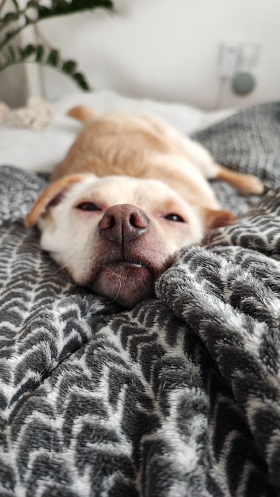 Photo of a cuddly dog