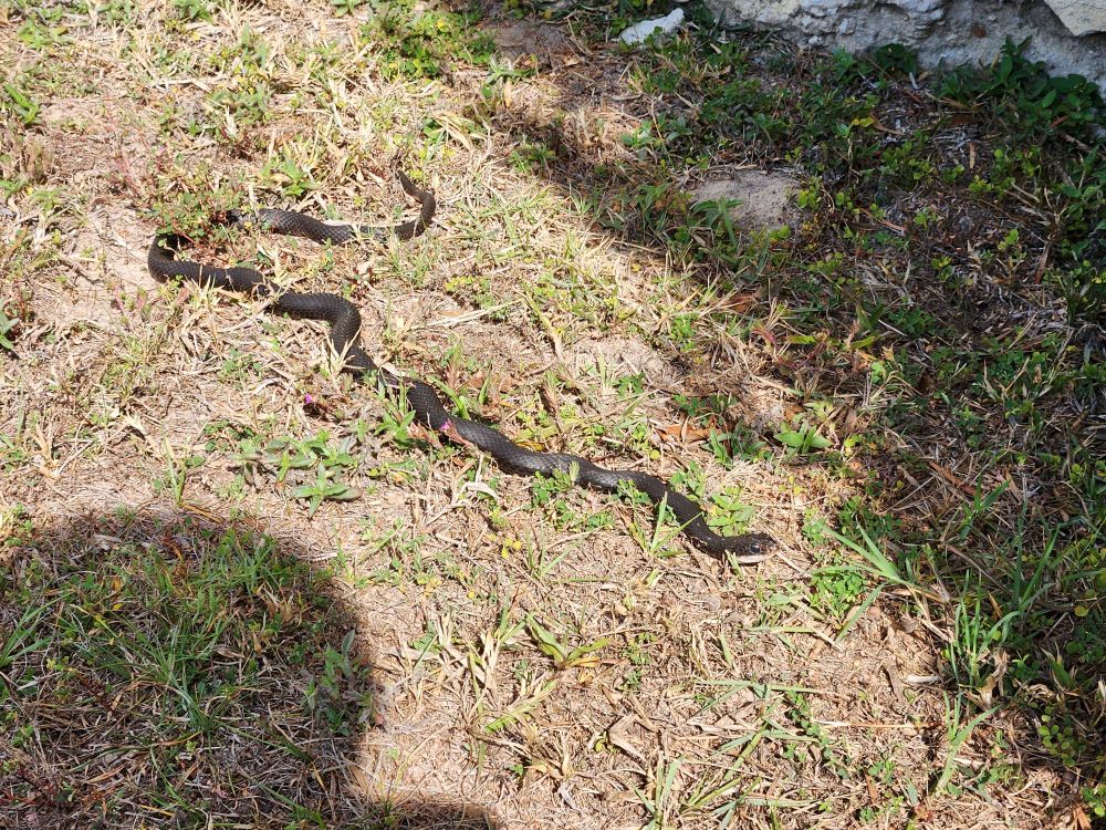 Photo of a black snake with a white chin lying in the grass. It is very squiggly.