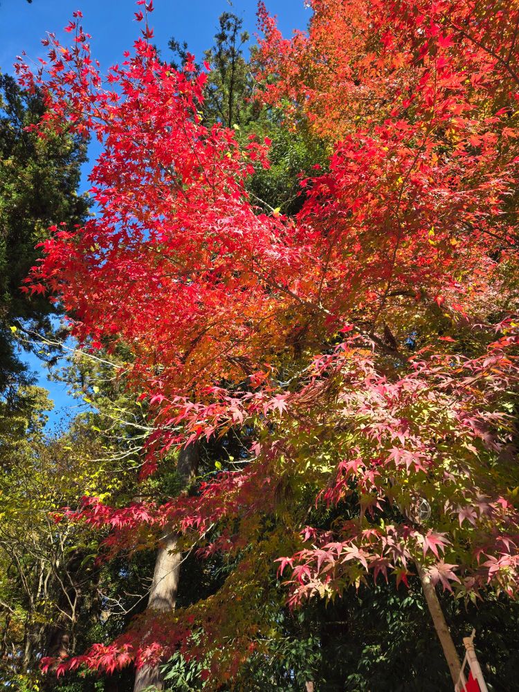 多賀大社
紅葉