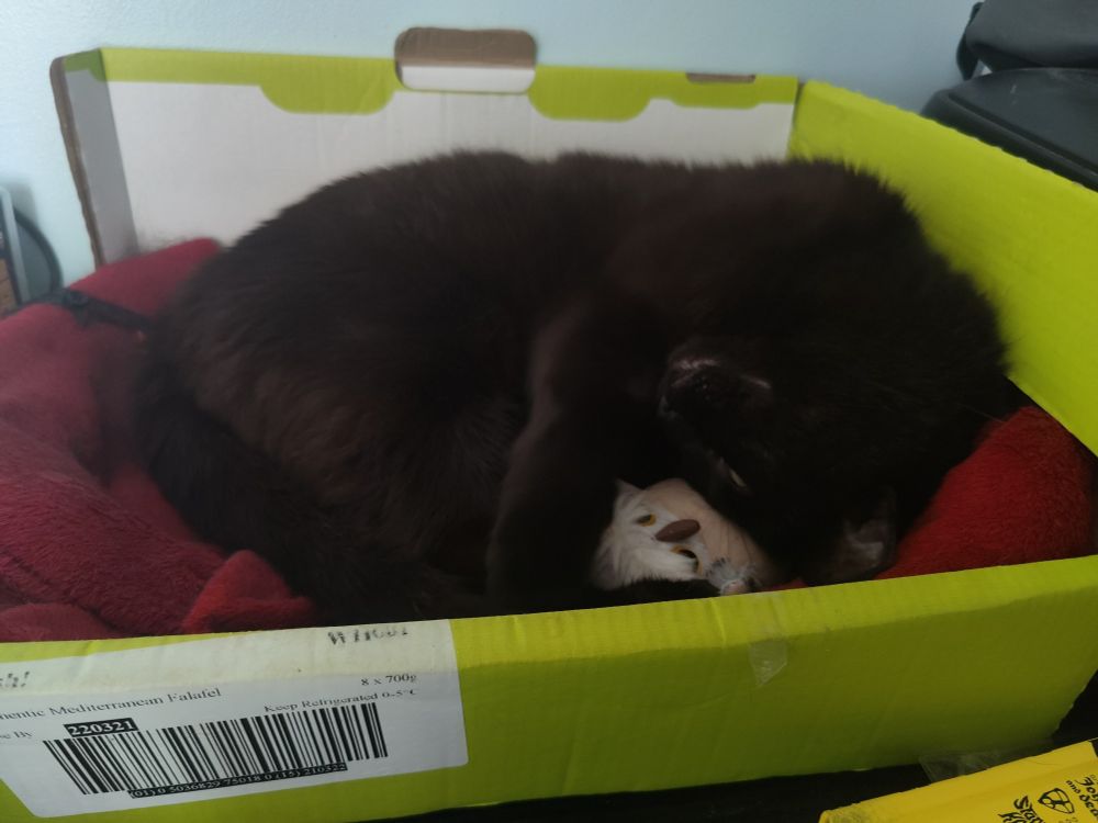 A black cat in its bed, turned upside down and squishing a small soft toy owl into his forehead
