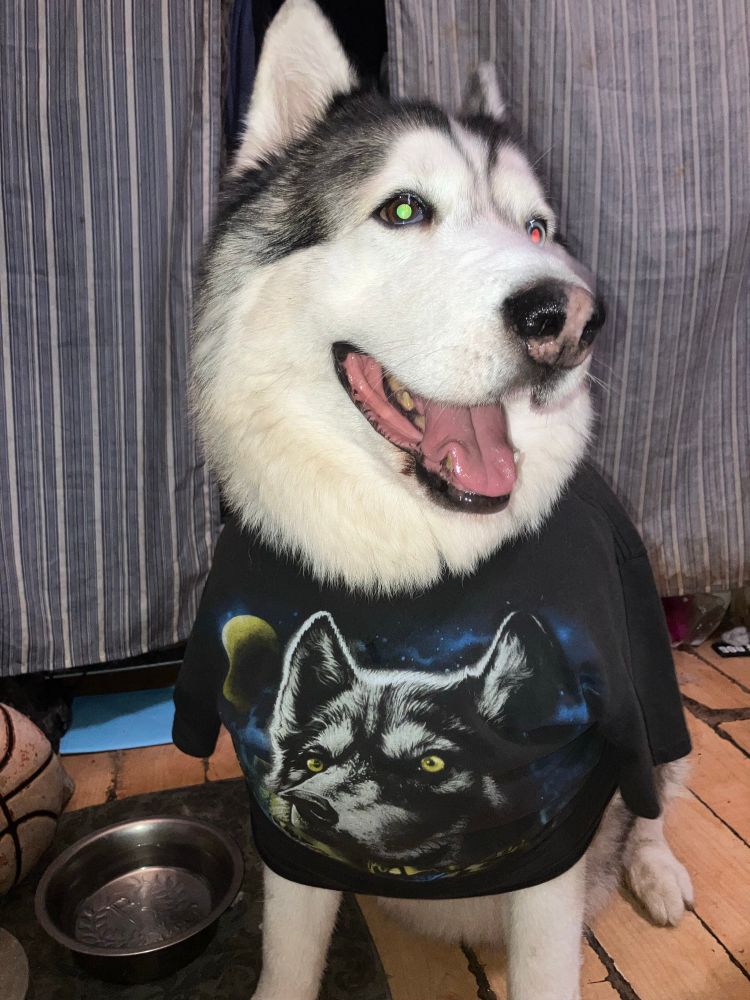 A dog wearing at shirt of a dog