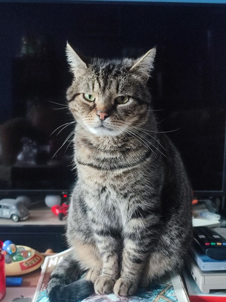 Photo de Berthier, chat tigré 