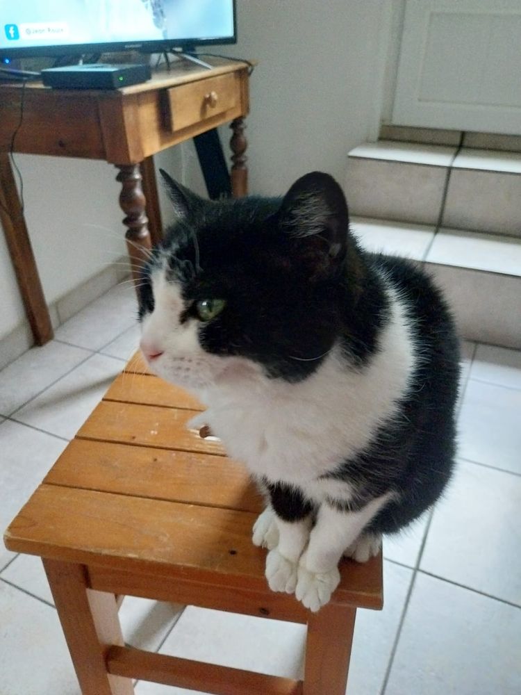 Photo de Félicie, ma vieille chatte noire et blanche (qui vit chez mes parents, je n'ai pas eu le cœur de la leur enlever) 