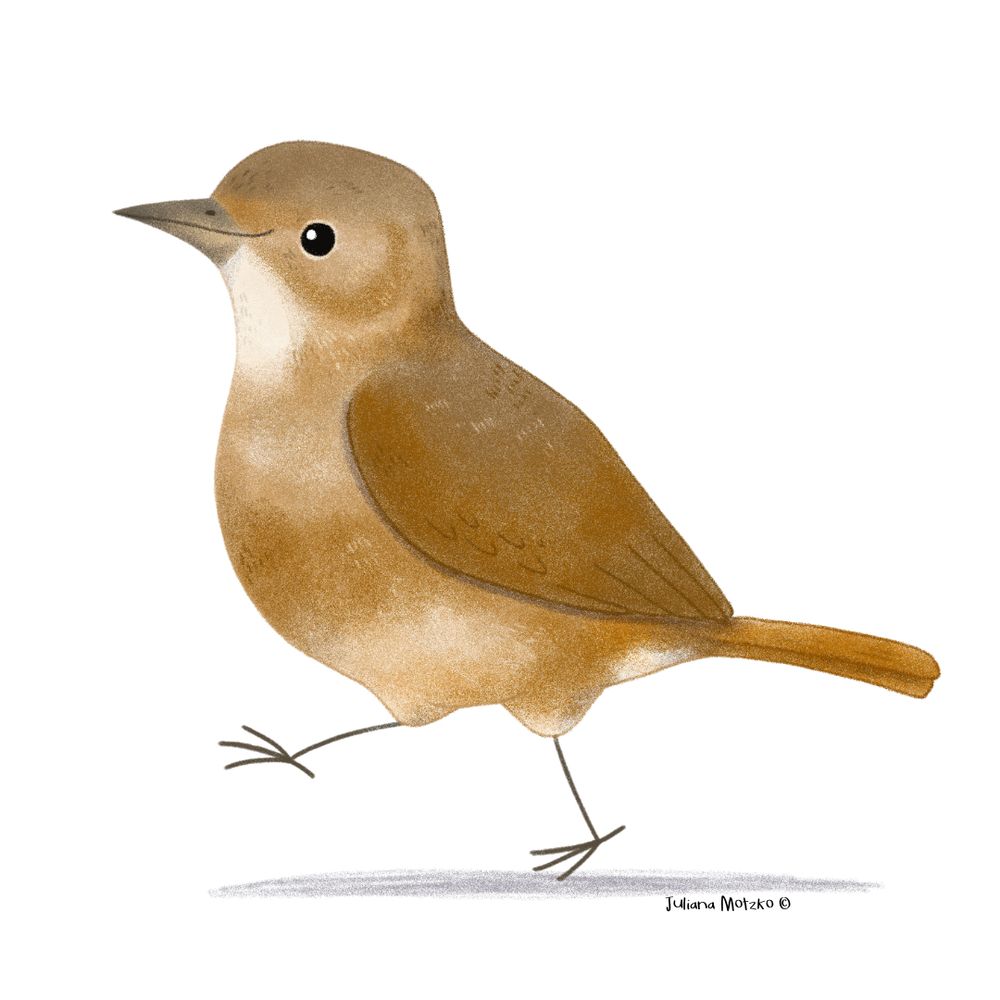 illustration of rufous hornero bird 