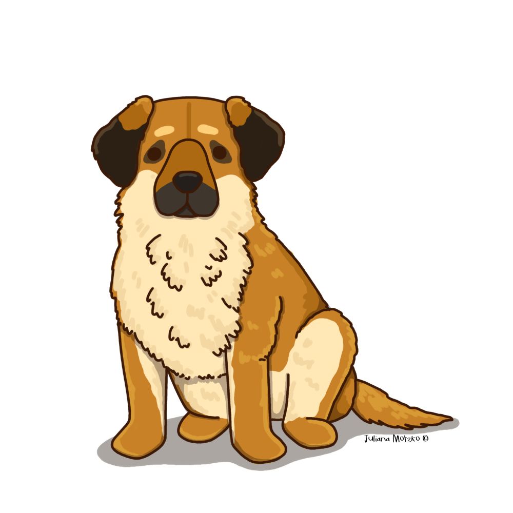 illustration of chinook dog breed