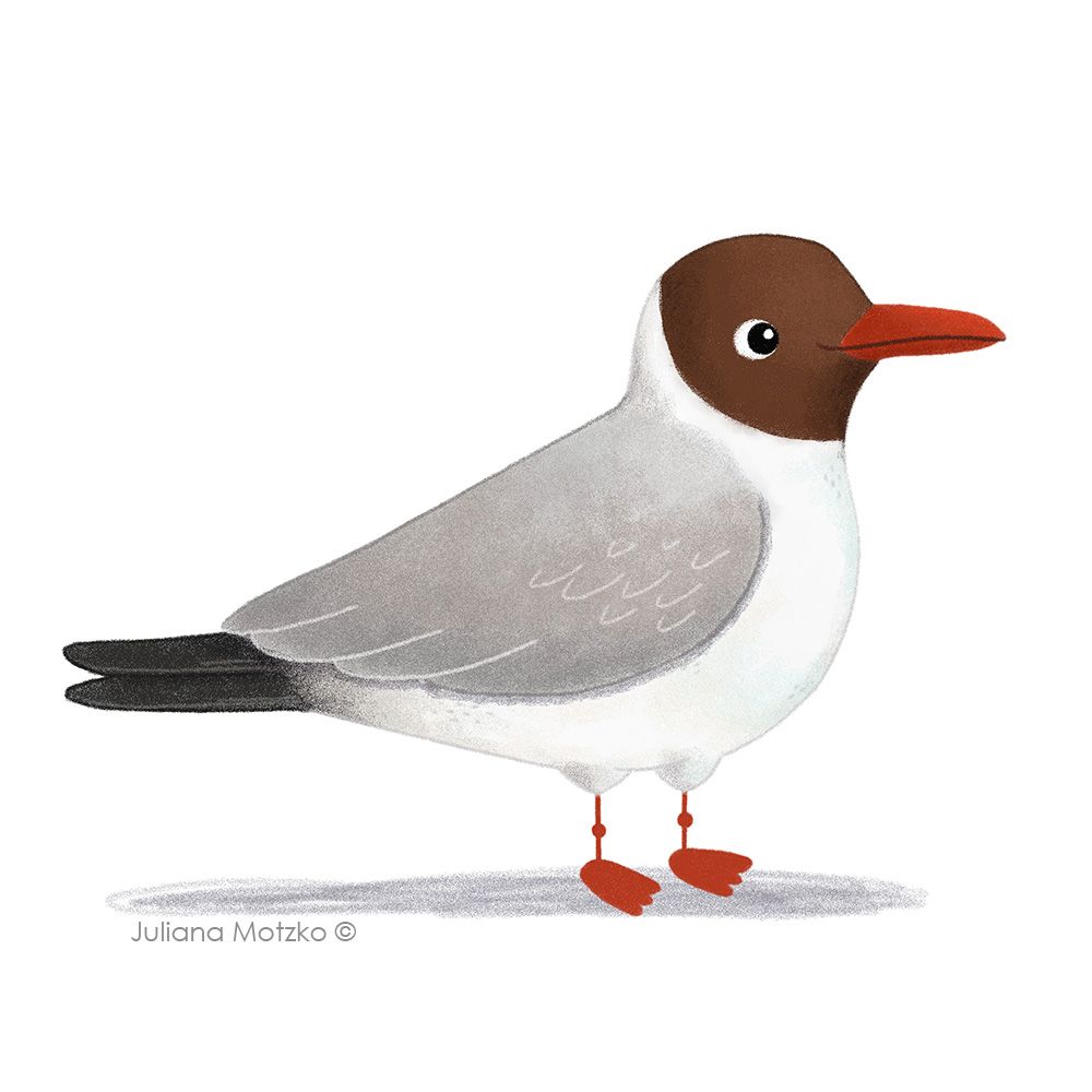 illustration of black headed gull