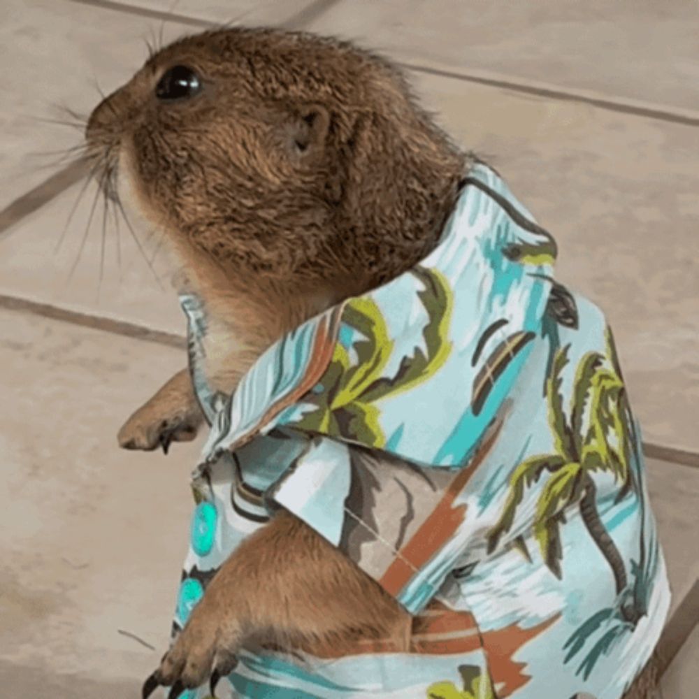 a ground squirrel wearing a shirt with palm trees on it