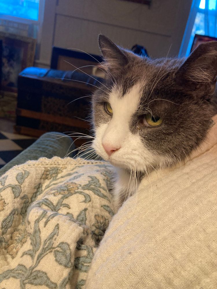 An old grey and white cat swaddled in a blanket. he glares at the camera in disdain, why isn’t the heat on?