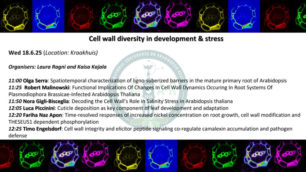 Running order of the concurrent session 5 at ICAR205, decorated with banners of arabidopsis root vasculature stained with cell wall dyes. The text reads as follows:

Cell wall diversity in development & stress
Wed 18.6.25 (Location: Kraakhuis)

Organisers: Laura Ragni and Kaisa Kajala

11:00 Olga Serra: Spatiotemporal characterization of ligno-suberized barriers in the mature primary root of Arabidopsis
11:25  Robert Malinowski: Functional Implications Of Changes In Cell Wall Dynamics Occuring In Root Systems Of Plasmodiophora Brassicae-Infected Arabidopsis thaliana
11:50 Nora Gigli-Bisceglia: Decoding the Cell Wall’s Role in Salinity Stress in Arabidopsis thaliana
12:05 Luca Piccinini: Cuticle deposition as key component of leaf development and adaptation
12:20 Fariha Naz Apon: Time-resolved responses of increased nickel concentration on root growth, cell wall modification and THESEUS1 dependent phosphorylation
12:25 Timo Engelsdorf: Cell wall integrity and elicitor peptide signaling co-regulate camalexin accumulation and pathogen defense
