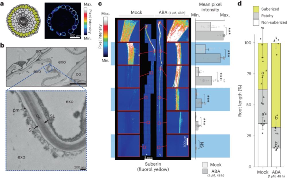 A suberized exodermis is required for tomato drought tolerance - Nature Plants