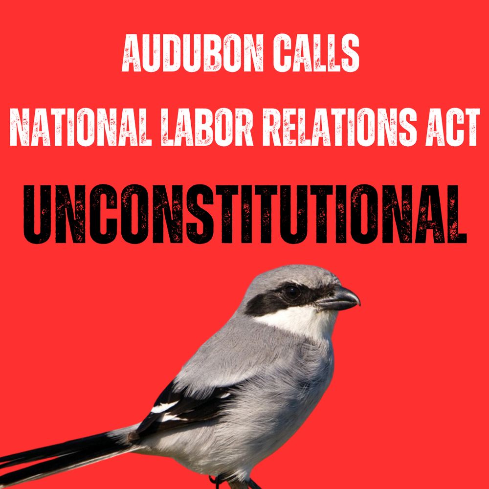 Graphic with text reading “Audubon calls National Labor Relations Act unconstitutional” above a photo of a Loggerhead Shrike.