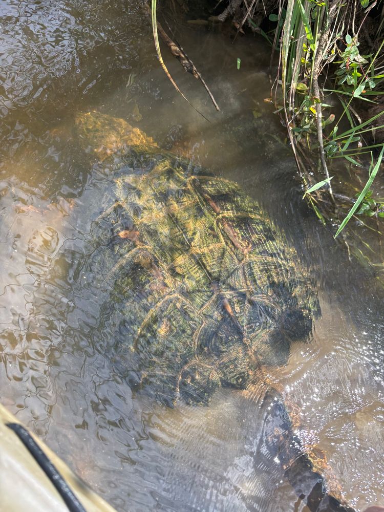 Snapping turtle