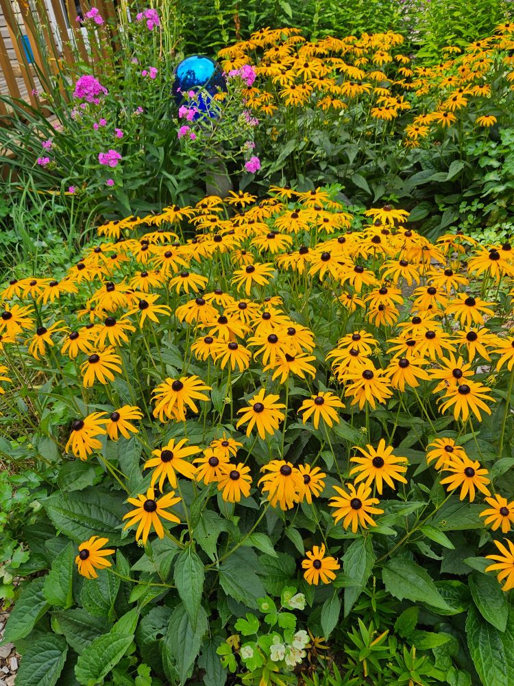 Bright yellow flowers with black centers. 