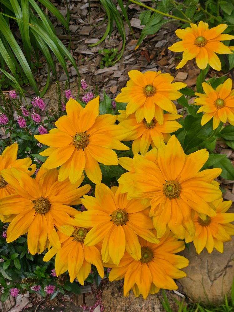 Close up of bright yellow flowers. 