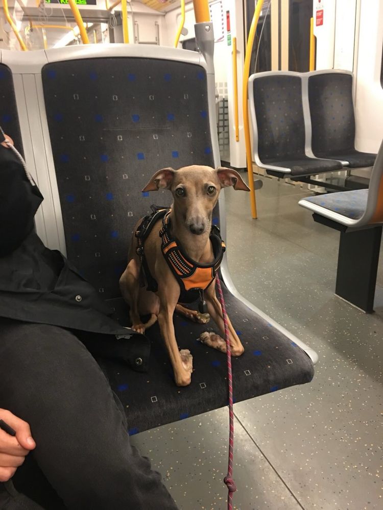 Italian greyhound in subway seat 