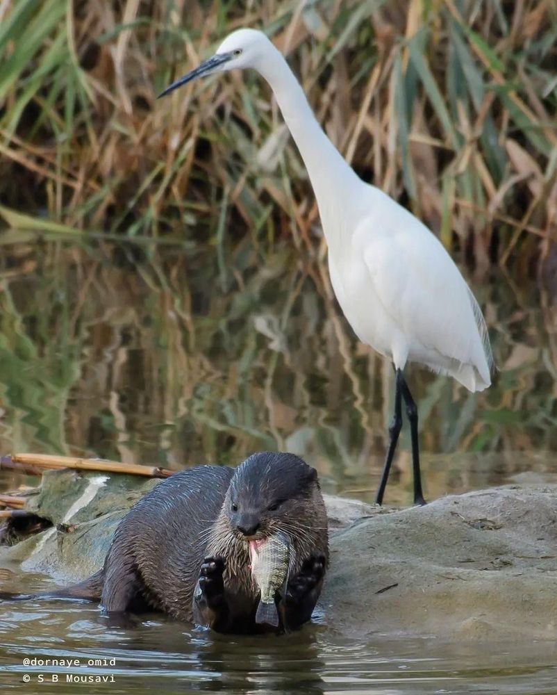 a photo marked "@dornaye_omid" and "(c) S B Mousavi"

The photo shows, at the top in the background, a tall, sledner white-feathered black-legged wading bird and, in the foreground, an otter with a fish hanging out of the side of its mouth.