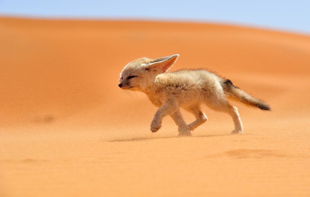 A photo of a fennec fox (Vulpes zerda) determinedly walking into/against a strong wind, which is ruffling its fur and blowing its ears back.

(Photo from 2013 National Geographic Traveler Photo Contest. Taken in Morocco by Francisco Mingorance.)