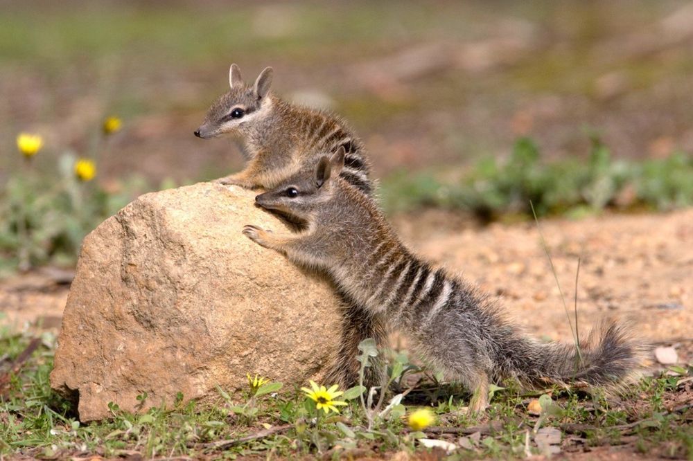 Photo of two numbats on a rock.

Photo by Luc Hoogenstein. Image source: https://www.numbat.org.au/news/2024/8/19/threatened-species-day-september-7th
