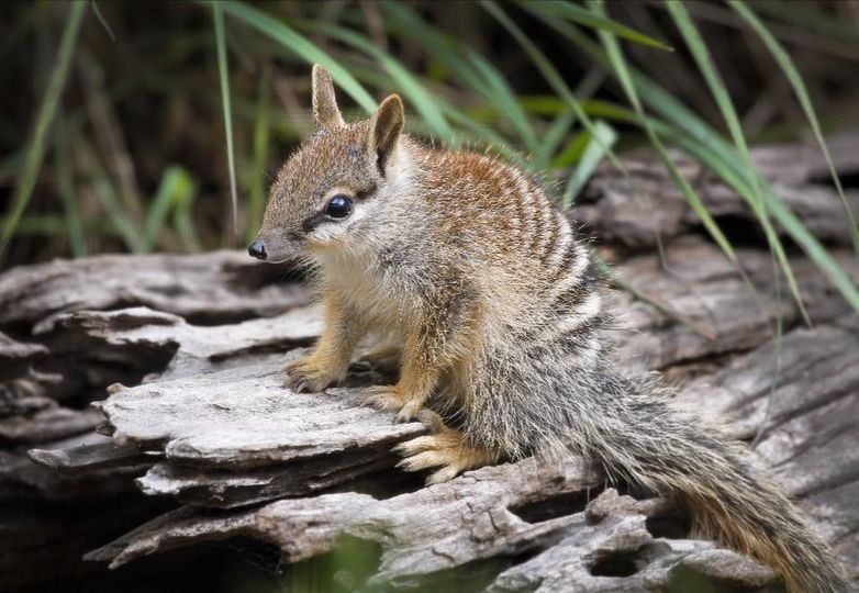 Photo of a numbat on a piece of wood.

Image source: https://www.numbat.org.au/news/2024/9/7/give-a-hoot-market-and-expo-13-september-2024
