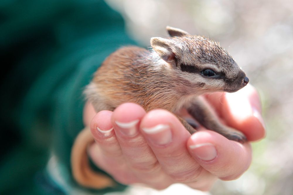 Photo of a baby numbat (an adorable brownish-and-cream marsupial) in someone's hand.

(Photo from Perth Zoo.)