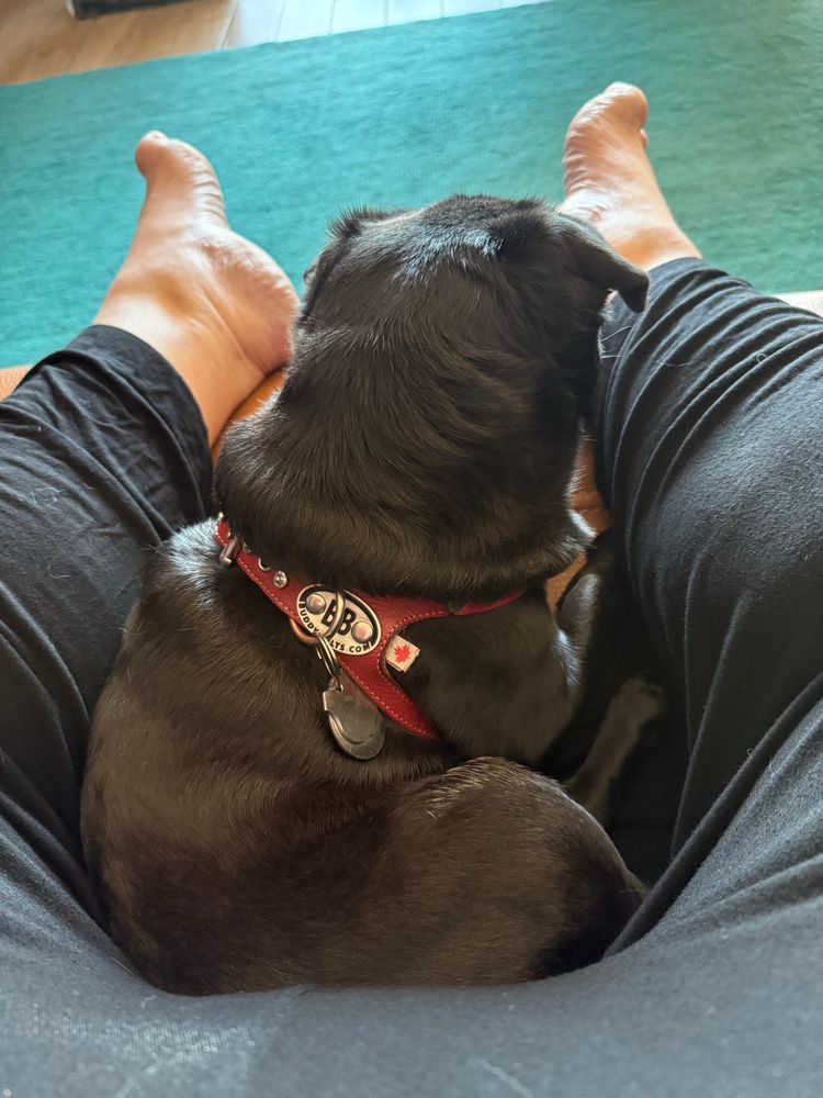 A black pug is sitting in my lap, trying to my to blend in with my black pants. She’s facing away from the camera and looking out the window. She’s wearing a red harness with rhinestone on it, which doesn’t help with the blending in. 