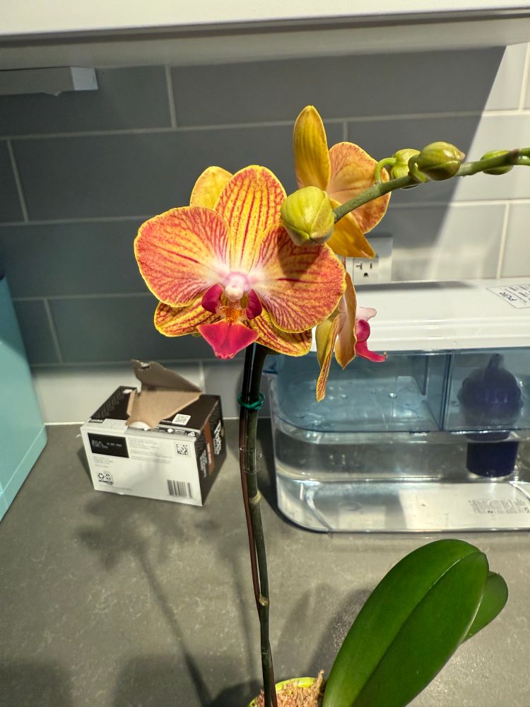 A closer view of the flowers. 