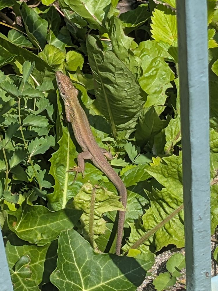 Austria comodo waran