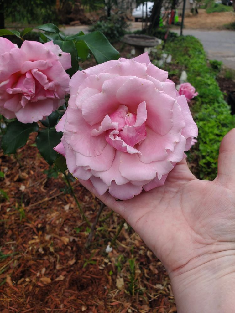 Not sure the variety but this is a pink rose that I grow in my yard in Atlanta,  GA. It is bigger than my hand!