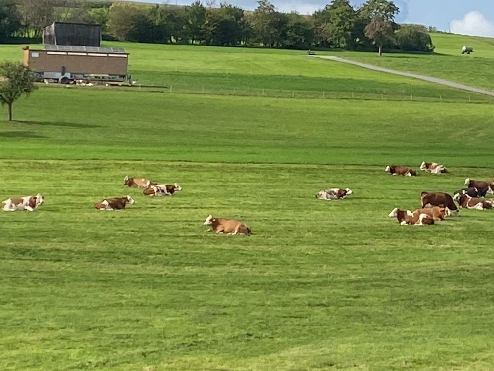Kühe liegen auf einer Weide