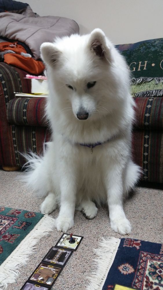 Kaya, a Samoyed, looks down thoughtfully at a board game in progress. What will her next move be?